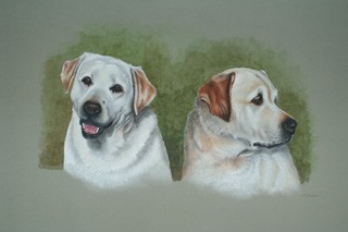 2x Labradors