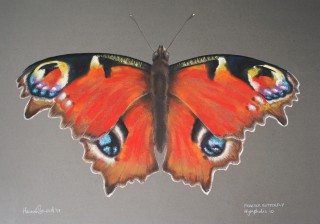 Butterfly Study