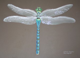 Dragonfly Study