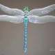 Dragonfly Study.